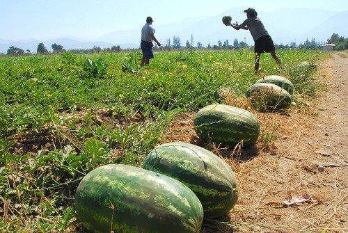 Celebrando el Día del Campesino: 58 años de una Reforma Agraria transformadora